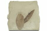 Fossil Leaf (Cedrelospermum & Leguminosites) Plate - Utah #325582-1